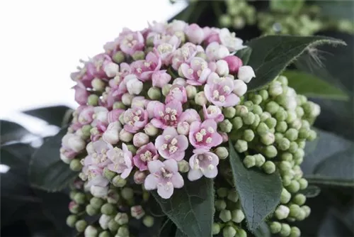 Lorbeer-Schneeball - Viburnum tinus