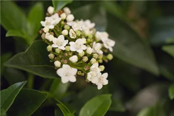 Viburnum - Schneeball