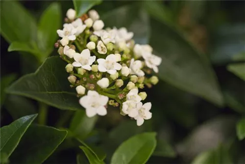 Lorbeer-Schneeball - Viburnum tinus