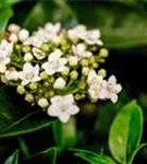 Lorbeer-Schneeball - Viburnum tinus