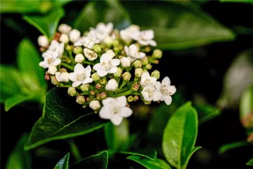 Lorbeer-Schneeball - Viburnum tinus