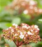 Lorbeer-Schneeball - Viburnum tinus