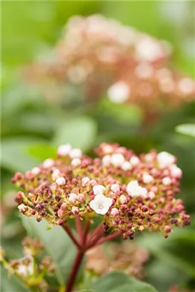 Lorbeer-Schneeball - Viburnum tinus