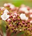 Lorbeer-Schneeball - Viburnum tinus