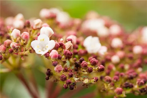 Lorbeer-Schneeball - Viburnum tinus