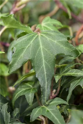 Gezacktblättr.Efeu - Hedera helix 'Green Ripple'