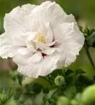 Straucheibisch 'White Chiffon' - Hibiscus syriacus 'White Chiffon'