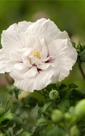 Hibiscus syriacus 'White Chiffon'