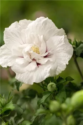 Straucheibisch 'White Chiffon' - Hibiscus syriacus 'White Chiffon'