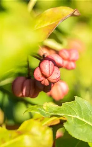 Euonymus europaeus