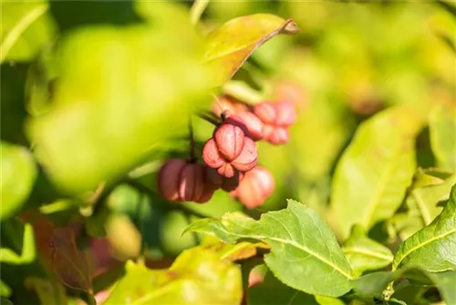 Pfaffenhütchen - Euonymus europaeus