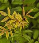 Niedrige Fiederspiere 'Sem' - Sorbaria sorbifolia 'Sem' -S-