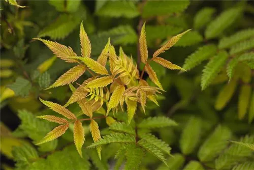 Niedrige Fiederspiere 'Sem' - Sorbaria sorbifolia 'Sem' -S-