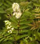 Niedrige Fiederspiere 'Sem' - Sorbaria sorbifolia 'Sem' -S-