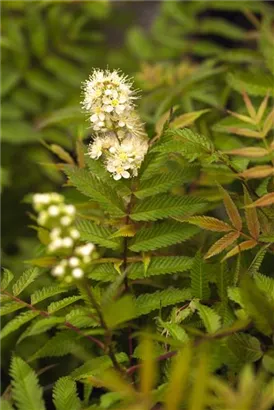 Niedrige Fiederspiere 'Sem' - Sorbaria sorbifolia 'Sem' -S-