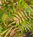 Niedrige Fiederspiere 'Sem' - Sorbaria sorbifolia 'Sem' -S-