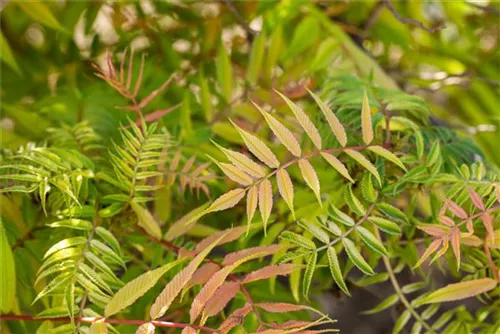 Niedrige Fiederspiere 'Sem' - Sorbaria sorbifolia 'Sem' -S-