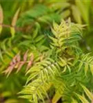 Niedrige Fiederspiere 'Sem' - Sorbaria sorbifolia 'Sem' -S-