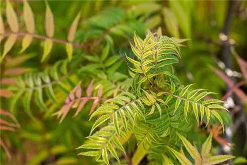 Niedrige Fiederspiere 'Sem' - Sorbaria sorbifolia 'Sem' -S-