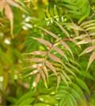 Niedrige Fiederspiere 'Sem' - Sorbaria sorbifolia 'Sem' -S-