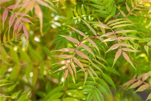 Niedrige Fiederspiere 'Sem' - Sorbaria sorbifolia 'Sem' -S-