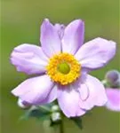 Filzige Garten-Herbst-Anemone - Anemone tomentosa 'Serenade'