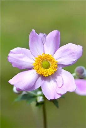 Filzige Garten-Herbst-Anemone - Anemone tomentosa 'Serenade'