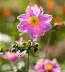 Filzige Garten-Herbst-Anemone - Anemone tomentosa 'Serenade'