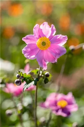 Filzige Garten-Herbst-Anemone - Anemone tomentosa 'Serenade'