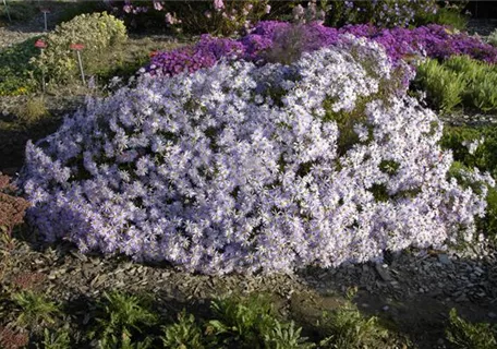 Aster pyrenaeus 'Lutetia' - Garten-Pyrenäen-Aster