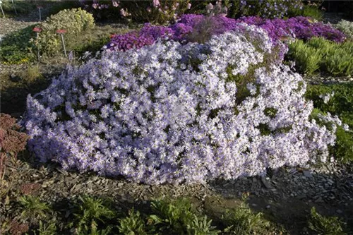 Garten-Pyrenäen-Aster - Aster pyrenaeus 'Lutetia'