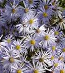 Garten-Pyrenäen-Aster - Aster pyrenaeus 'Lutetia'