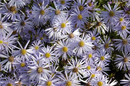 Garten-Pyrenäen-Aster - Aster pyrenaeus 'Lutetia'