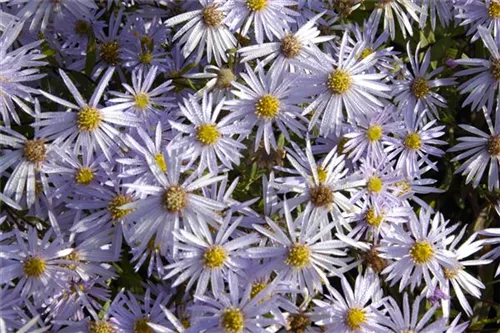 Garten-Pyrenäen-Aster - Aster pyrenaeus 'Lutetia'