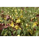 Schwarzmeer-Elfenblume - Epimedium pinnatum ssp.colchicum