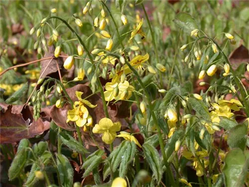 Schwarzmeer-Elfenblume - Epimedium pinnatum ssp.colchicum