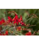 Montbretie - Crocosmia masoniorum