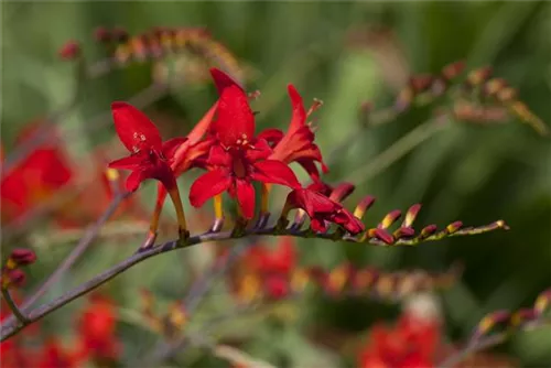 Montbretie - Crocosmia masoniorum