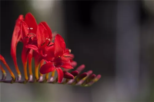 Montbretie - Crocosmia masoniorum