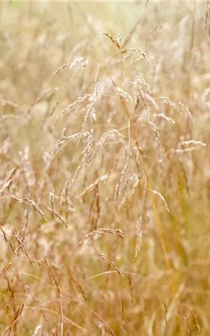 Deschampsia cespitosa 'Goldschleier'