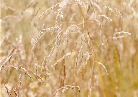 Deschampsia cespitosa 'Goldschleier' - Garten-Schmiele