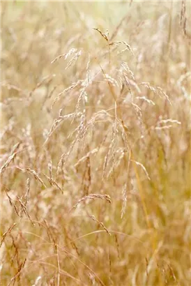 Garten-Schmiele - Deschampsia cespitosa 'Goldschleier'