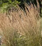 Garten-Reitgras - Calamagrostis x acutiflora 'Karl Foerster'