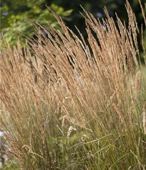 Calamagrostis x acutiflora 'Karl Foerster'