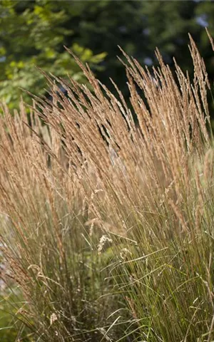 Calamagrostis x acutiflora 'Karl Foerster'