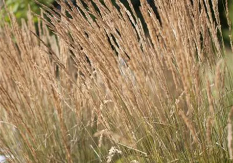 Calamagrostis x acutiflora 'Karl Foerster' - Garten-Reitgras