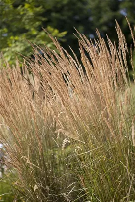 Garten-Reitgras - Calamagrostis x acutiflora 'Karl Foerster'