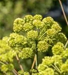 Echte Engelwurz - Angelica archangelica