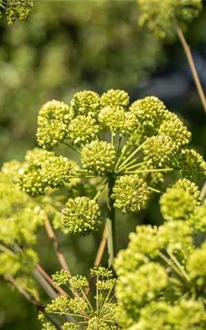 Angelica archangelica