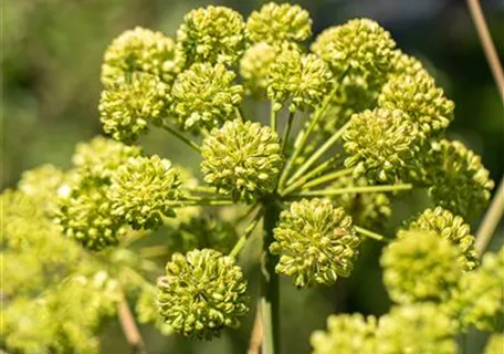 Angelica archangelica - Echte Engelwurz